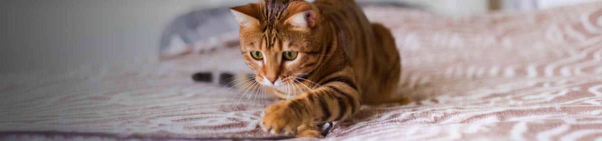 Productos para gatos
