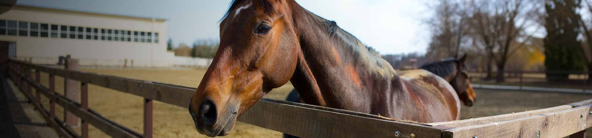 Productos para caballos