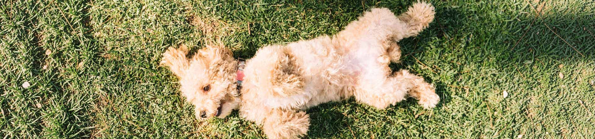 Productos para perros